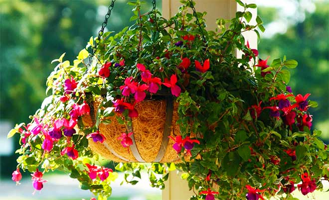 Hanging Basket Plants for Shade